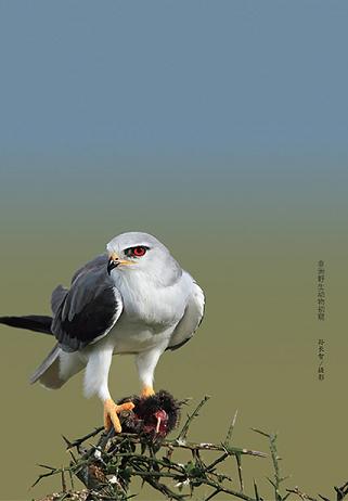 野性之美:非洲野生动物初窥